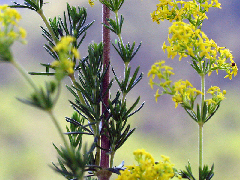 minuscolo fiore giallo a stellina... Galium verum